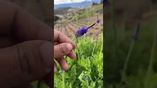 Pinnata Buchii Lavender (fern leaf lavender) | First-Year Farm Journey 🌿✨ | Los Angeles County.