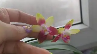 P.Jennifer Palomer