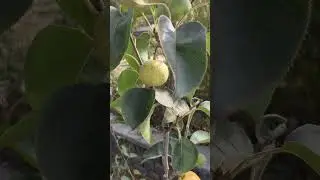 Shinseki and 20th Century Asian Pears are almost ready for harvesting.