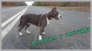 АЛЛЕРГИЯ У АМСТАФФА ХОЛЛИ И КАК МЫ СПРАВИЛИСЬ