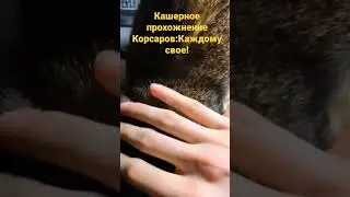 Тимон уже умостился смотреть