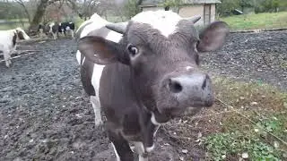 Тёлочка, быки и свинка