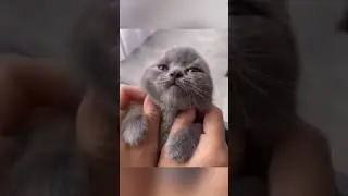 Эти милые коты 😹😽 Минутка смеха №13 😻🤗 