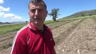 Isparta - Yeni Gül Bahçesi Tesisi - Gül Çubuğu Nasıl Ekilir - Gül Fidanı Çoğaltma - Gelişimi