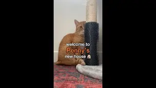 Penny's new house tour 🏠