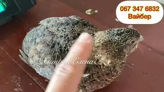 Перепел Чёрный Мясной вес самки 5 месяцев//Как отличить петуха от курицы несушки