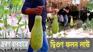 লাউ গাছের ফলন বৃদ্ধি || Technique to increase yield of gourd