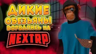 Дикие ОБЕЗЬЯНЫ НА NEXT RP