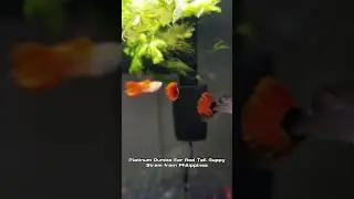 Platinum Dumbo Ear Red Tail Guppy, strain from the Philippines