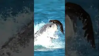 Giant Trevally | Fish that hunt Birds