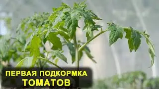 Чем подкормить помидоры после высадки в грунт?