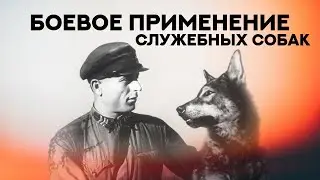 Боевое применение служебных собак. Fighting dogs. Service dogs.