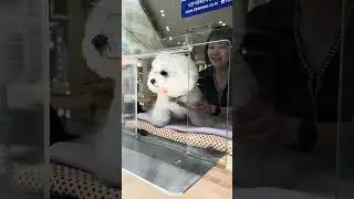 This cafe has a dog employee 🐶🇰🇷 
