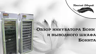 Обзор инкубатора Бони и выводного шкафа Бонита