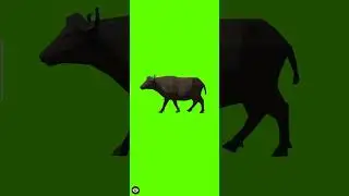 Green Screen Baffalo | 
