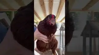 How to cook a chicken  (no chickens were harmed in this video)#chicken #funny ￼