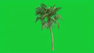 Coconut Tree With Wind - Green Screen Effects Background - Free Use