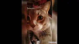 САМЫЙ УМНЫЙ И КРАСИВЫЙ КОТ В МИРЕ