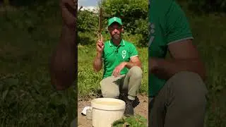 Причины неурожайности клубники. Что делать?