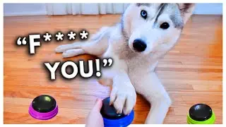 Dog Tries Talking Buttons and Uses Them to SWEAR!