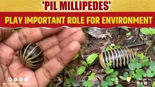 'Pill Millipedes' Play Important Role In Environment