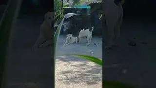 Бугай Алабай. Ролик про АНАНАС. У нас растёт всё. И растёт и вызревает.