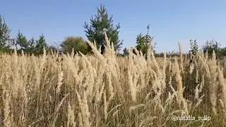 Поле. Сухая трава. Free Stock footage
