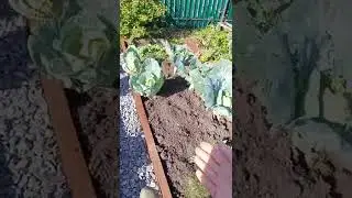 Как не перекапывать грядки осенью!