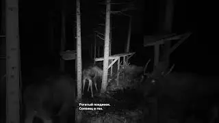 Лоси. Рогатый поединок. Солонец в гон ) 