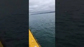 Pulling up a fish in Iceland