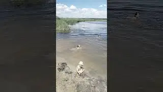 Троицкое. Пляж на реке Воронеж. Отличная погода и теплая вода