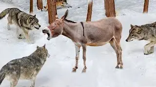Эти Животные Связались Не с Тем Ослом... Хищники, которые Явно Ошиблись с Жертвой