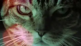 Дискотека котиков