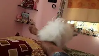 Don't Disturb Me 🐕🦮🐶🐕‍🦺🐩 #doglover #dog #funnyvideo #funny #angrydog #honey