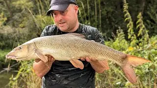 Barbel Fishing Adventure on a Tiny River