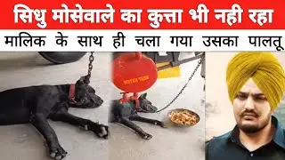 Sidhu Mosewala ka Kutta Be Nhi Rha |  Mosewale Ke Dukh Me Chla Gya Paltoo
