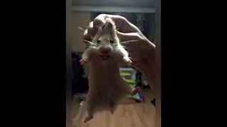 Смотри это ты 😂 #SHORTS