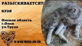 Пропал кот ! КУЗЯ , Омская область , г. Омск