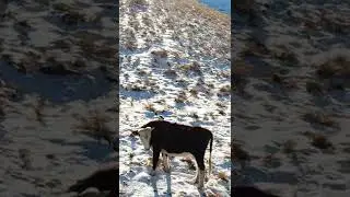 Коровы в горах Осетии с дрона