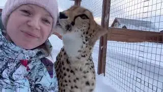 Gerda doesn't leave the house after a snowfall. Cheetah and the Russian winter.