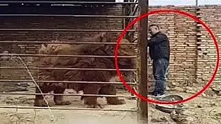 10 самых мощных и сильных пород собак в мире #2