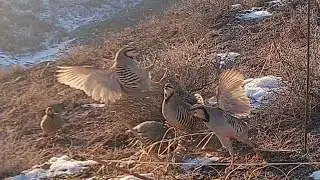охота на куропатку в горах видео 4К \ Kuropatka Dağlarda Avcılık Video 4K 27 декабря 2022 г.
