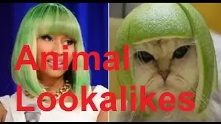 Funny Animal Lookalike Compilation (Animal Look-alikes) - DDOF