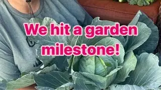 We Hit a Garden Milestone! 🥬🍅🥦 #shorts #gardening #homegrown