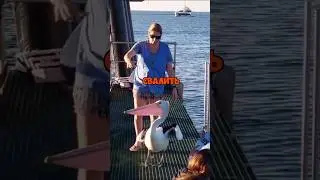 Наглая Птица Пристала к Женщине