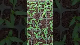 BEGINI CARA SEMAI CABE CEPAT TUMBUH 