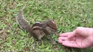 Приколы с животными. Забавные бурундуки.  Funny chipmunks.