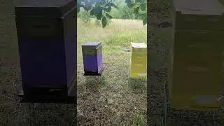 На васильке 