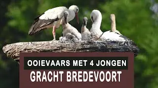 Ooievaarskoppel met 4 jongen | Gracht Bredevoort | Robertberkelder.com