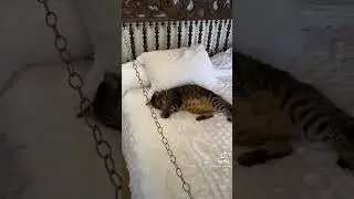 Кошки с 6ю пальцами на каждой лапе. Только здесь - Ки Вест Флорида, США. Музей Хемингуэя